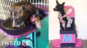 managing megae upright canine brigade