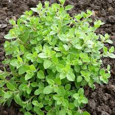 Origanum Vulgare Origan Marjolaine Vivace Planten