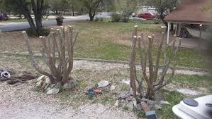 Mist cuttings regularly and keep the soil damp to avoid drying out before roots can form. Avoid Crepe Murder With Proper Pruning