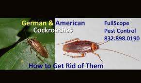 Search a wide range of information from across the web with searchandshopping.com Need To Get Rid Of Roaches In Your Home In Porter Fullscope