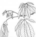 Image result for Schinziophyton rautanenii