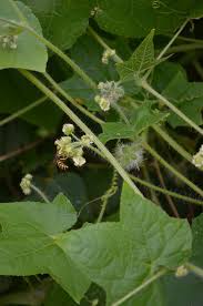 Image result for Sicyos