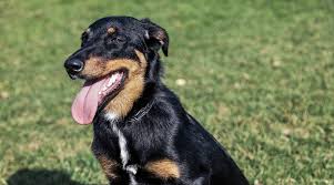 This dog is a large, muscular and agile dog breed. Doberman Pinscher Mixes 20 Different Doberman Hybrids