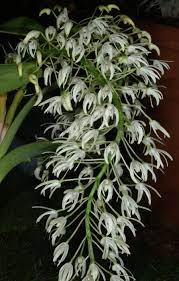 Dendrobium Speciosum Dendrobium Speciosum Orchid Photography Beautiful Orchids