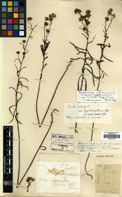 Image result for Pentanema indicum