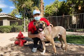 Search for dogs for adoption at shelters near las vegas, nv. Craving Companionship Local Animal Adoptions Are Soaring During The Pandemic Las Vegas Sun Newspaper