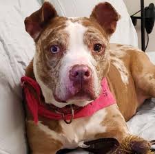 Pitbull terrier near me va. Dogs Available For Adoption On Long Island Newsday