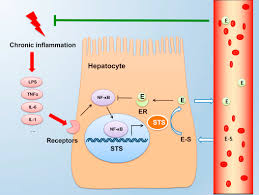 For example, palmar erythema is associated with several forms of. Estrogen Metabolism An Overview Sciencedirect Topics