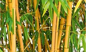Baldur Garten Roter Bambus Chinese Wonder Winterhart 1 Pflanze Fargesia Jiuzhaigou No 1 Bildet Keine Wurzelauslaufer Schnell Wachsend Amazon De Garten Nel 2020