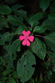 Image result for Impatiens gesneroidea