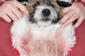 Allergic Reactions: Hives vs. Anaphylaxis and What We Do - Stack Veterinary  Hospital