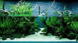 Pin By Austin Morin On Aquariums Nature Aquarium Fish Tank Aquascape