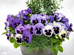 Image result for Viola abyssinica