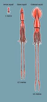 Arrow Giant And Colossal Squid Octopus And Squid Te Ara