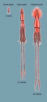 arrow giant and colossal squid octopus and squid te ara