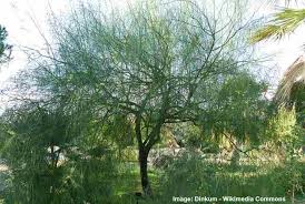 Check spelling or type a new query. The Best Desert Trees With Pictures And Names