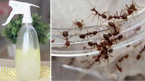 Dogal Ev Yagimi Karinca Kovucu Ant Repellent Insect Spray Ants