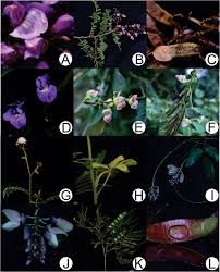 Image result for Macropsychanthus