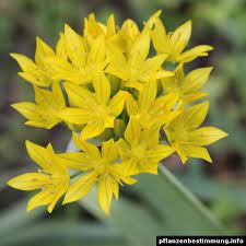 Allium Moly Plant Identification Allium Colorful Flowers