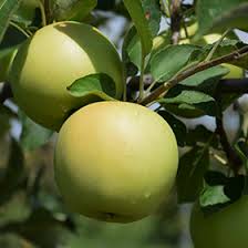 Gossett's landscape nursery, inc are growers of superior quality woody ornamental plants, shrubs, and trees since 1955. Golden Delicious Apple Malus Golden Delicious In Greensboro High Point Winston Salem Summerfield North Carolina Nc At New Garden Landscaping Nursery