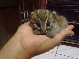 Gps kucing hutan mengarah pada penemuan dua bayi kucing lainnya. Kucing Hutan Jawa Photos Facebook