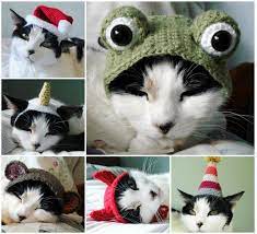 Cat Hat Crochet Pattern The Best Collection Ever Pet Stuff Ropa Para Perros Ropa De Gato Accesorios Para Mascotas