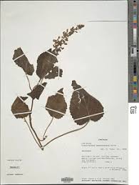 Image result for Equilabium