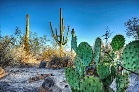 All have flat, fleshy pads that look like large leaves. Prickly Pear And Saguaro Cacti Photograph By Tom Watkins Pvminer Pixs