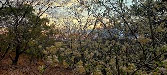 Image result for Ehretia obtusifolia