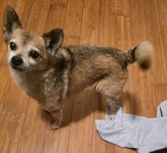 Image result for chihuahua big obesity