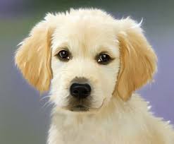 He is one of the easiest animals to take care of that doesn't take an expert to care for. 10 Easy Pets To Take Care Of For People With No Time