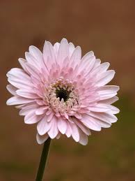 Image result for Gerbera viridifolia