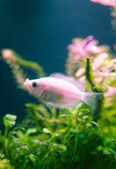 The 8 Worst Beginner Fish Aquariadise Fish Aquatic Animals Aquarium Fish