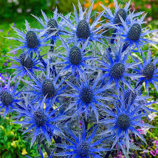 We did not find results for: Reviews For Spring Hill Nurseries Big Blue Eryngium Live Bareroot Perennial With Blue Flowers 3 Pack 89707 The Home Depot
