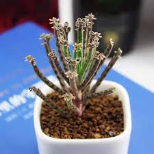 Image result for Kalanchoe dyeri