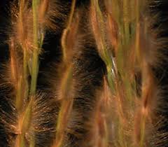 Image result for Dichanthium aristatum