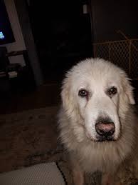 Introducing myself and sharing a photo of my late dog Sadie