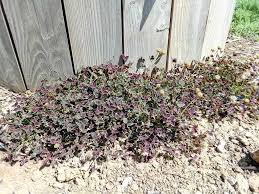 Plante exotique exterieur plantes exotiques tropicales bouquet de fleurs plantes exotiques tres rustiques graines plantes tropicales fleur plante couvre sol plantes carnivores arbuste. Couvre Sol Transjardins