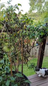 We did not find results for: Why Are My Tomato Plant Leaves Turning Brown Shriveling Dying Gardening Landscaping Stack Exchange
