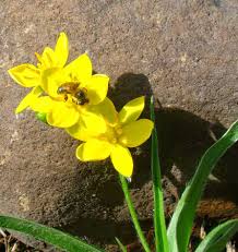 Image result for Hypoxis rigidula