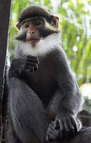 This Is The Red Eared Guenon Also Known As The Russet Eared Guenon Or Red Eared Monkey The Species Is Endemic To The Monkey Species Animals Animals Beautiful