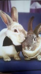 And They Lived Happily Ever After Pet Bunny Pets Animals