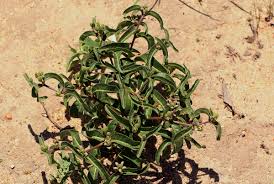 Image result for Raphionacme lanceolata