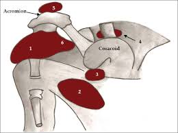 Shoulder bursitis what is shoulder bursitis? Subacromial Bursa Wikipedia