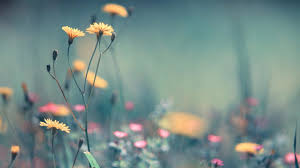 Cute Computer Desktop Wallpaper Hd Full Size Whenever you are looking to stylize your computer or smart phone best hd wallpaper, download best hd desktop wallpapers,widescreen wallpapers for free in high.