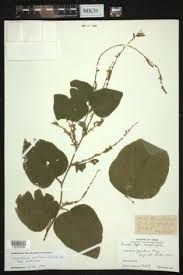 Image result for Desmodium subsecundum