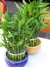 Come coltivare piante in appartamento. 18 Piante D Appartamento Che Non Richiedono Manutenzione Guida Giardino