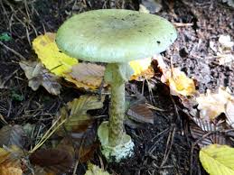 1889) i klasy (fungi bartling, 1830). Grzyby Trujace Opis I Zdjecia Grzyby Trujace Przyklady