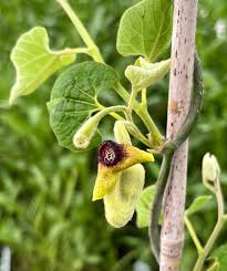 Image result for Isoberlinia tomentosa