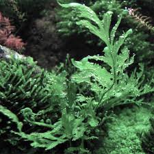 Image result for Bolbitis